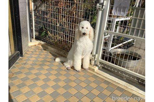成約済の三重県のスタンダードプードル-306963の1枚目