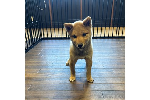 成約済の栃木県の柴犬-343749の10枚目