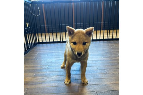 成約済の栃木県の柴犬-343749の9枚目