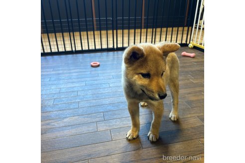 成約済の栃木県の柴犬-343749の8枚目