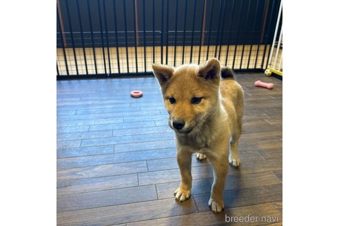 成約済の栃木県の柴犬-343749の7枚目