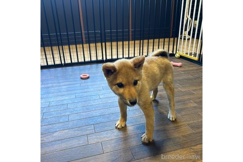 成約済の栃木県の柴犬-343749の6枚目