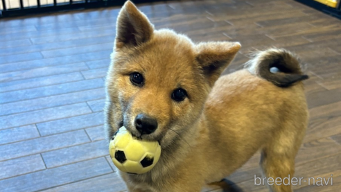 成約済の栃木県の柴犬-343749の5枚目