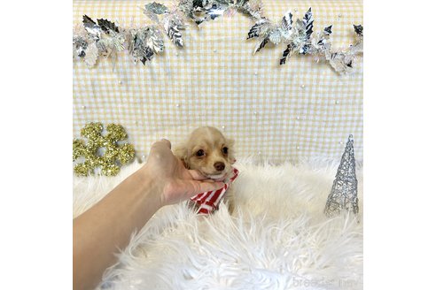 成約済の栃木県のチワックス:チワワ×ミニチュアダックスフンド-336040の2枚目