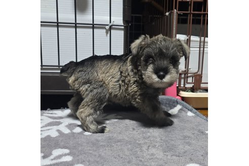 成約済の岡山県のミニチュアシュナウザー-353363の16枚目