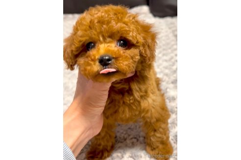 成約済の奈良県のタイニープードル-357340の7枚目
