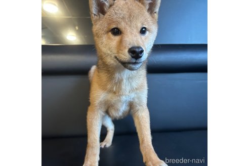 成約済の栃木県の柴犬-330572の8枚目