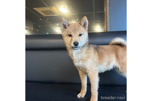 成約済の栃木県の柴犬-330572の7枚目