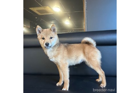 成約済の栃木県の柴犬-330572の6枚目
