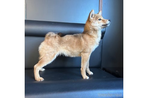 成約済の栃木県の柴犬-330572の5枚目