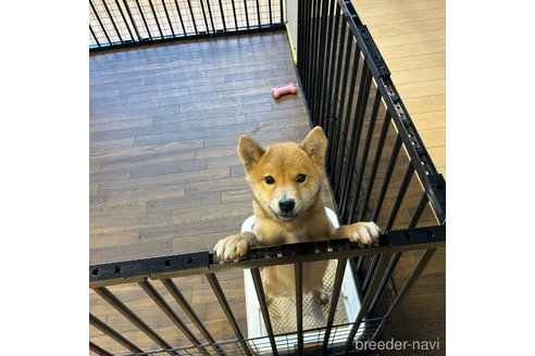 成約済の栃木県の柴犬-330572の2枚目