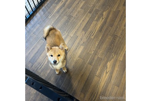 成約済の栃木県の柴犬-330572の4枚目