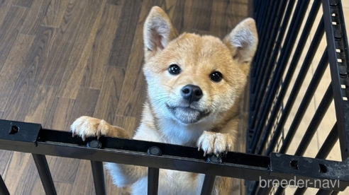 成約済の栃木県の柴犬-330572の1枚目