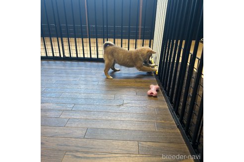 成約済の栃木県の柴犬-343750の5枚目