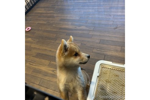 成約済の栃木県の柴犬-343750の6枚目