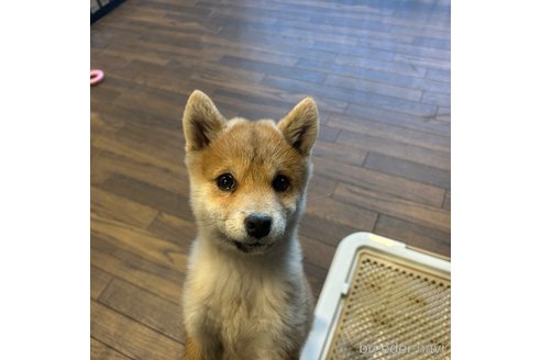 成約済の栃木県の柴犬-343750の7枚目