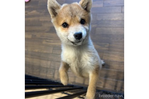 成約済の栃木県の柴犬-343750の8枚目