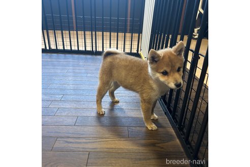 成約済の栃木県の柴犬-343750の9枚目
