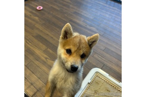 成約済の栃木県の柴犬-343750の10枚目