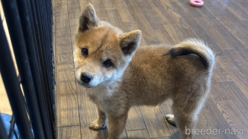 成約済の栃木県の柴犬-343750の4枚目