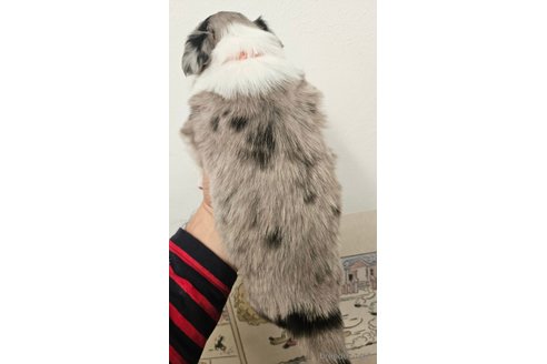 成約済の埼玉県のボーダーコリー-357909の2枚目