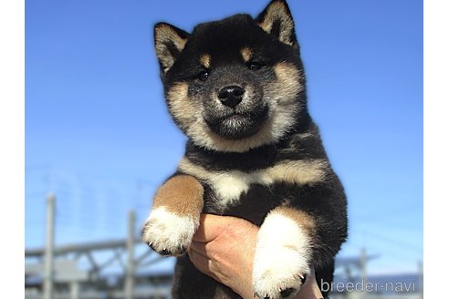 成約済の宮城県の柴犬-353361の6枚目