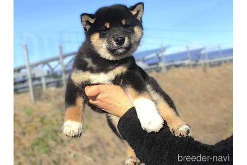 成約済の宮城県の柴犬-353361の5枚目