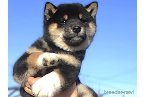 成約済の宮城県の柴犬-353361の4枚目