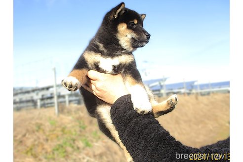 成約済の宮城県の柴犬-353361の3枚目