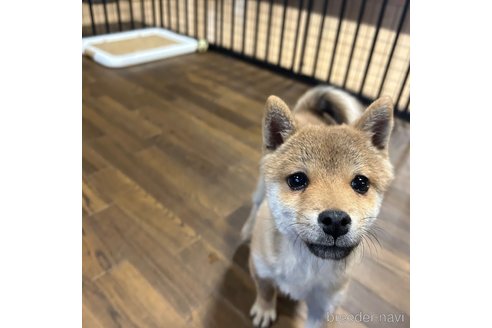 成約済の栃木県の柴犬-343875の13枚目