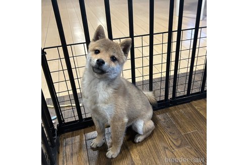 成約済の栃木県の柴犬-343875の11枚目