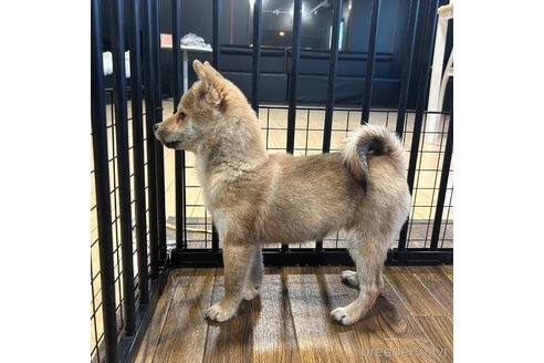 成約済の栃木県の柴犬-343875の10枚目