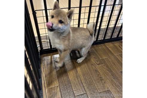 成約済の栃木県の柴犬-343875の9枚目