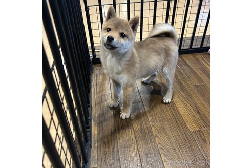 成約済の栃木県の柴犬-343875の8枚目