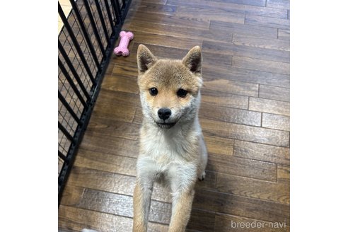 成約済の栃木県の柴犬-343875の7枚目