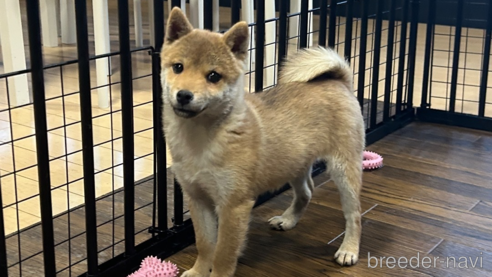成約済の栃木県の柴犬-343875の6枚目