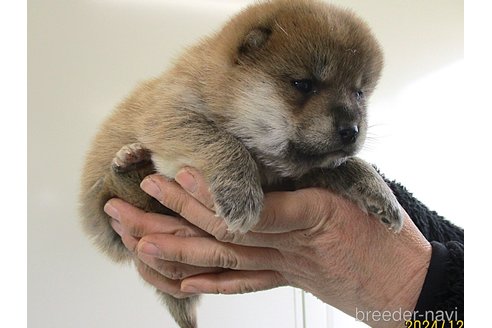 成約済の宮城県の柴犬-358040の5枚目