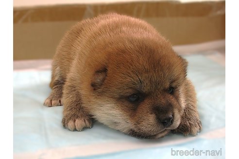 成約済の宮城県の柴犬-358040の4枚目
