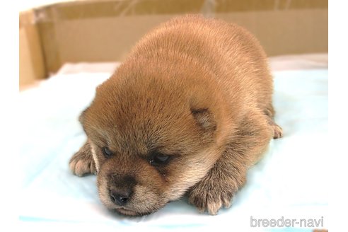 成約済の宮城県の柴犬-358040の3枚目