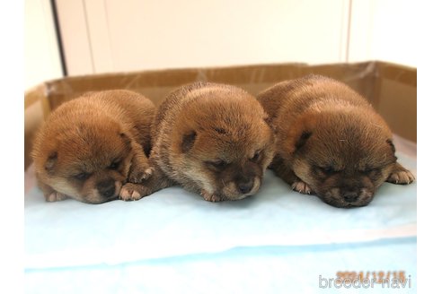 成約済の宮城県の柴犬-358040の2枚目