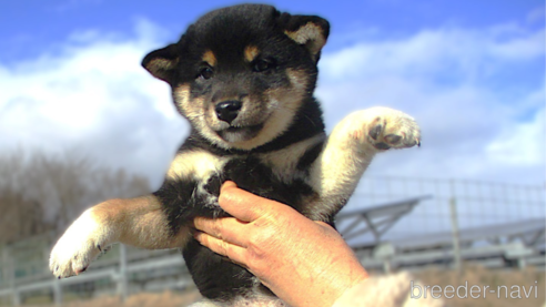 成約済の宮城県の柴犬-358046の1枚目