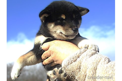成約済の宮城県の柴犬-358046の10枚目