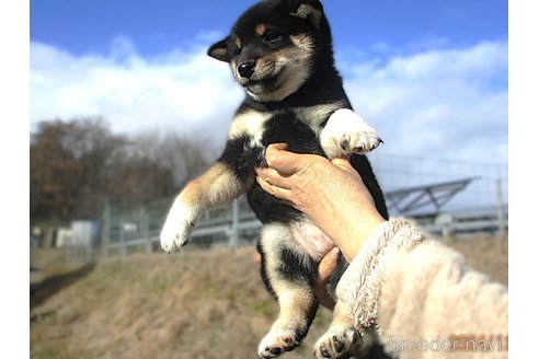 成約済の宮城県の柴犬-358046の9枚目