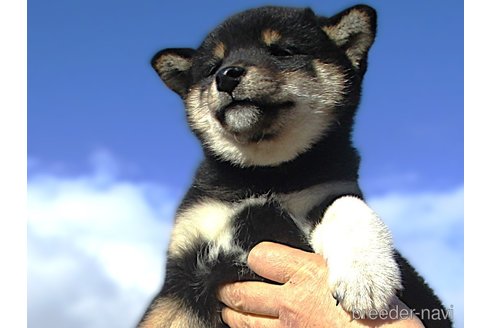 成約済の宮城県の柴犬-358046の8枚目