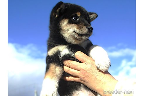 成約済の宮城県の柴犬-358046の7枚目