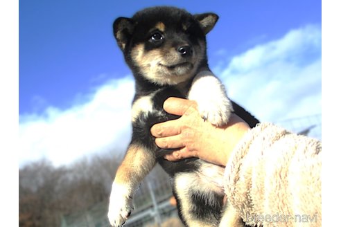 成約済の宮城県の柴犬-358046の6枚目