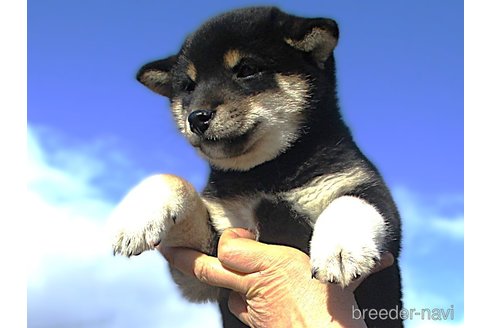 成約済の宮城県の柴犬-358046の5枚目