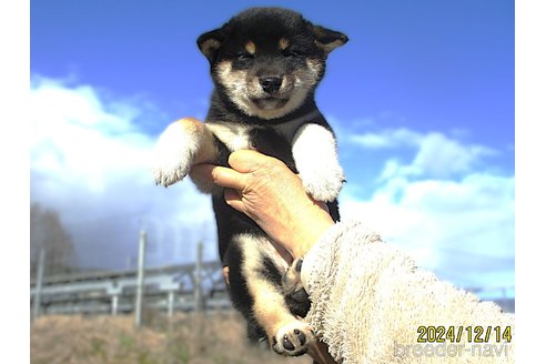 成約済の宮城県の柴犬-358046の4枚目