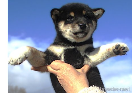 成約済の宮城県の柴犬-358046の3枚目