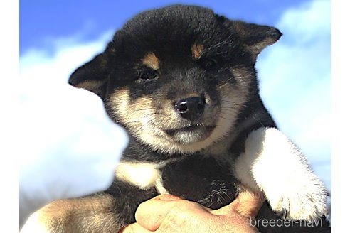 成約済の宮城県の柴犬-358046の2枚目